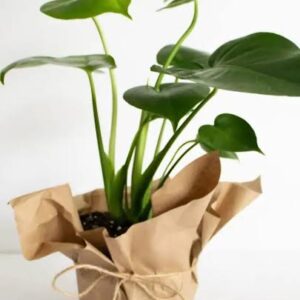 Peace Lily
