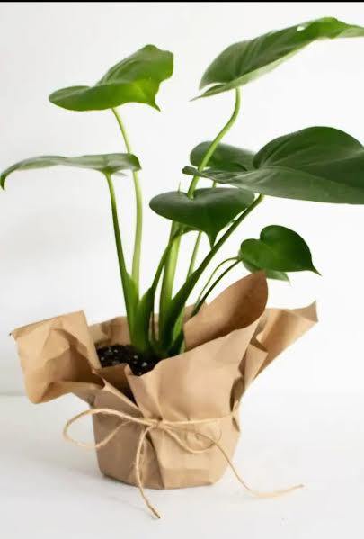 Peace Lily