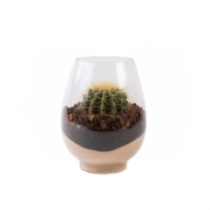 Large succulents