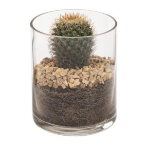 Cactus Succulent