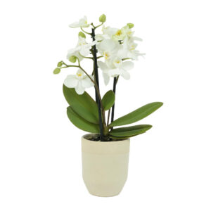 Micro Orchid in Ceramic Vase