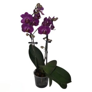 Orchid