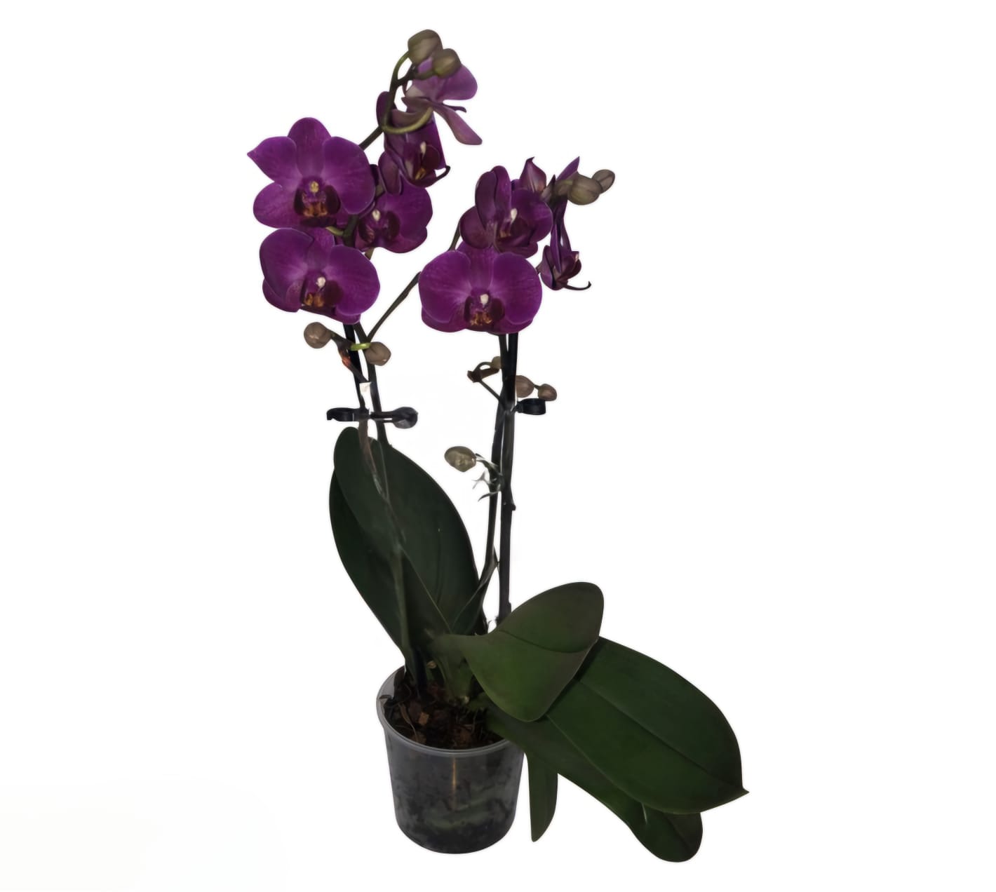 Orchid